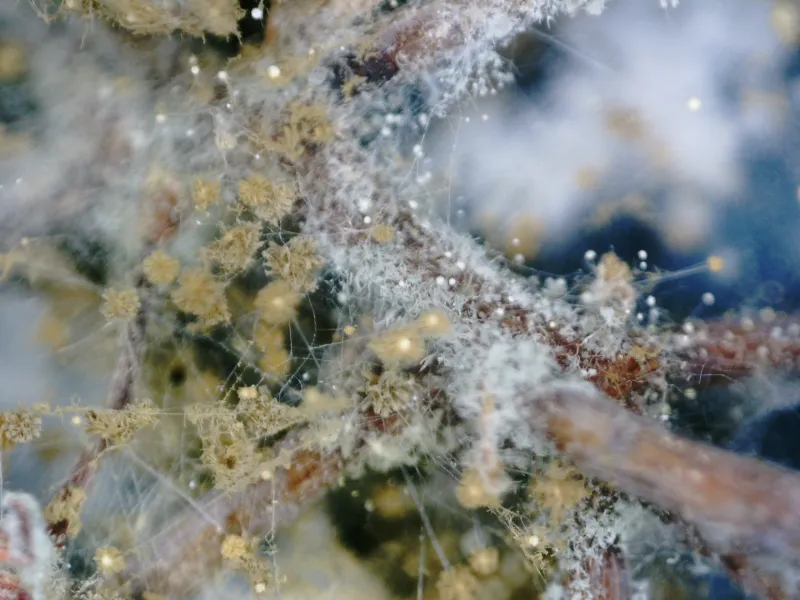 Aspergillus flavus A 20 aumentos 1